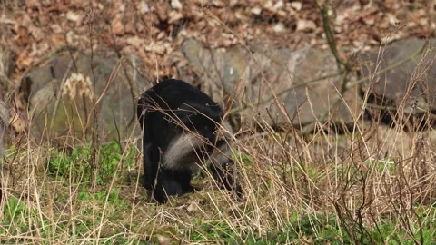  A White bearded monkey  Stock Footage 270540228