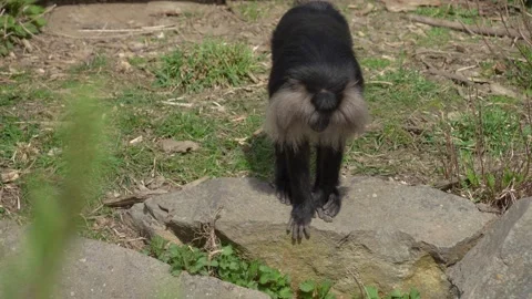  a White bearded monkey  Stock Footage 270841483