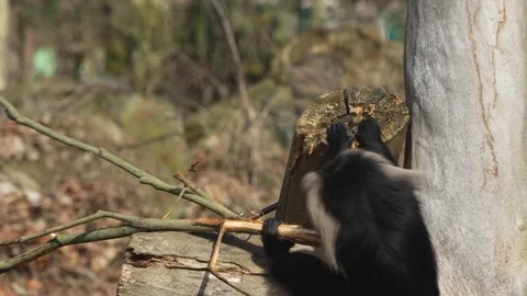 A white bearded monkey Stock Footage 270861823