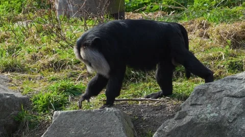 A white bearded monkey Stock Footage 270910378
