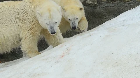 White bears eating fish Stock Footage 91191738