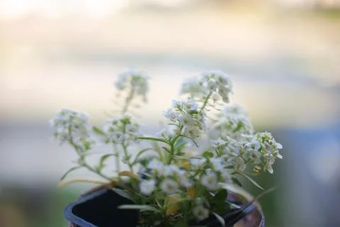 White beatiful flower Stock Photos