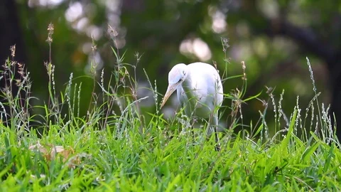 White beautiful bird trying to catch worm - Video 動画素材 100985368