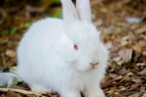 White beautiful bunny Stock Photos