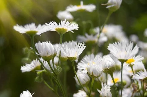 White beautiful chamomiles Foto stock