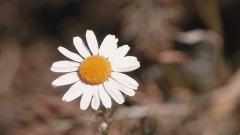 White beautiful daisy flower Stock Footage 114063010