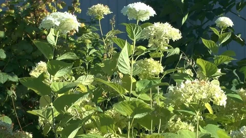 White beautiful flowers. Stock Footage 78637804