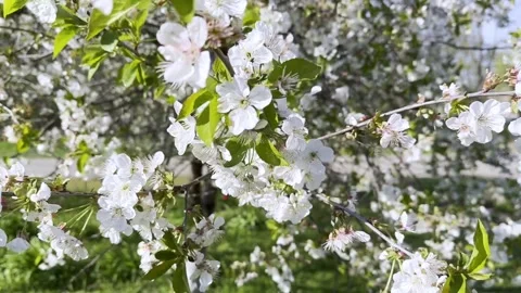 White beautiful flowers of fruit tree. Cherry blossoms in spring. Spring concept Stock Footage 262245228
