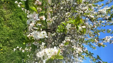 White beautiful flowers of fruit tree. Cherry blossoms in spring. Spring concept Stock Footage 262245714