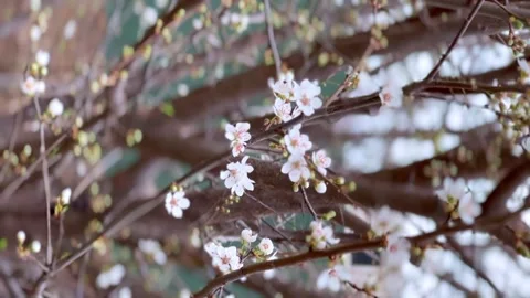 White beautiful flowers of fruit tree. Cherry blossoms in spring. Spring concept Stock Footage 262245760
