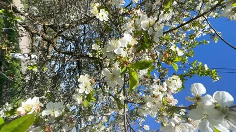 White beautiful flowers of fruit tree. Cherry blossoms in spring. Spring concept Stock Footage 262245778