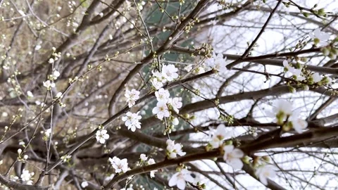 White beautiful flowers of fruit tree. Cherry blossoms in spring. Spring concept Stock Footage 262245782