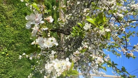 White beautiful flowers of fruit tree. Cherry blossoms in spring. Spring concept Stock Footage 262245847