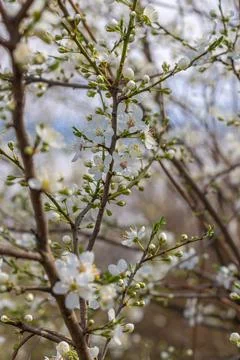 White beautiful flowers the fruit tree Stock Photos