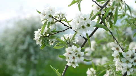 White beautiful flowers on a tree in spring. Stock Footage 119165556