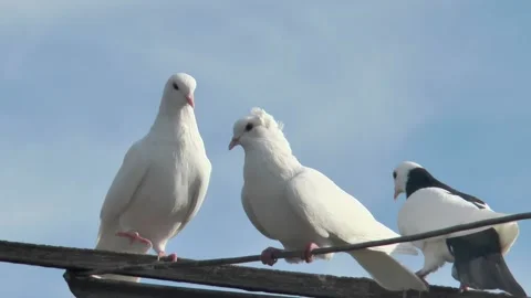 White beautiful funny roller pigeons on a pigeon antenna, close-up, against Vídeos de archivo 220170836