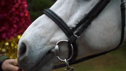 White beautiful horse man pulls her aside. close up Stock Footage 197482392