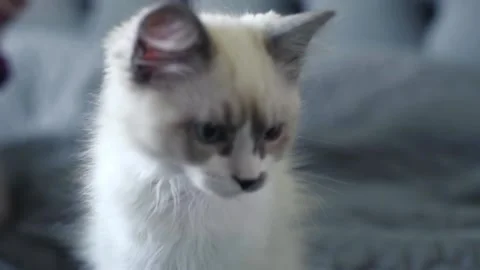 White Beautiful Kitten Standing In Bed Stock Footage 168817744