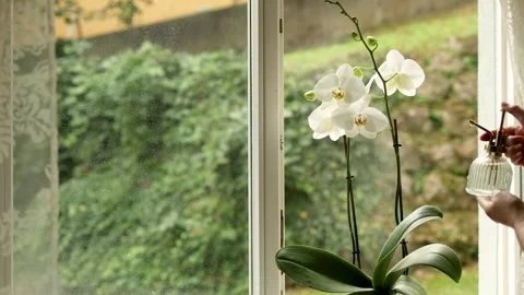 White beautiful orchid on the window, spray bottle spraying a flower Stock Footage 249054767