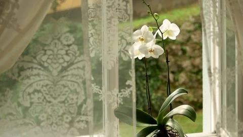 White beautiful orchid on the window. The wind stirs the curtains Stock Footage 248618225