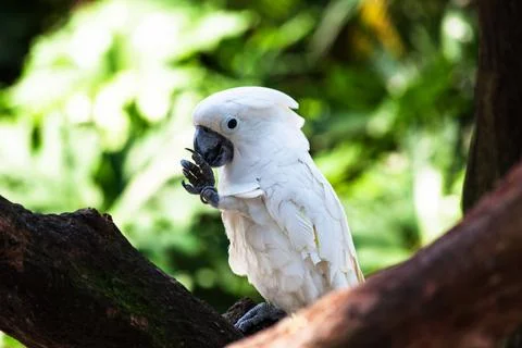 White of beautiful parrot 스톡 사진