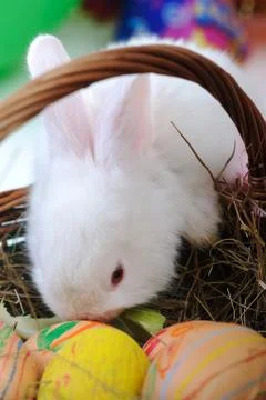 White beautiful rabbit, easter bunny with eggs in basket Stock Photos