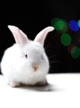 White beautiful rabbit, easter bunny Stock Photos
