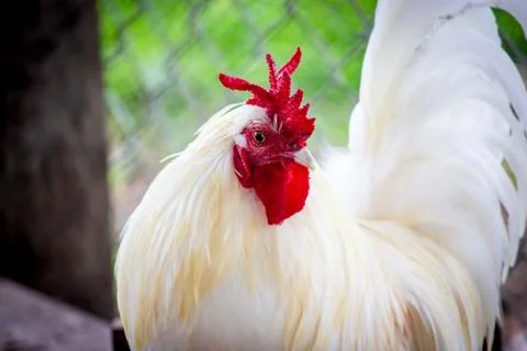 White beautiful roaster Stock Photos