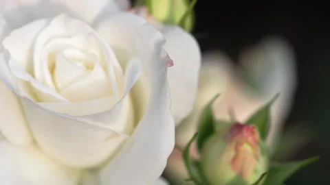 White beautiful rose Video stock 162154581