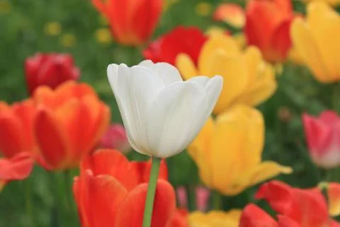 White beautiful spring tulip on a background of tulips bright colors Stock Photos
