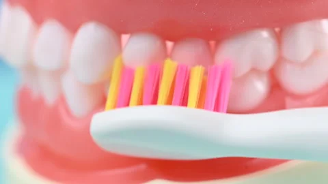 White beautiful straight tooth with correct bite on an artificial jaw Vídeo Stock 344408474