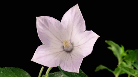 White beautiful summer Platycodon Flower Opening Blossom in Time Lapse on a Stock Footage 162873204