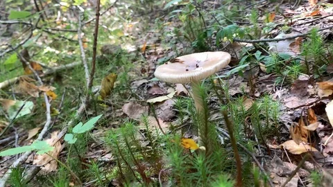 White beautiful toadstool in the  summer forest. Stock-Footage 115024641