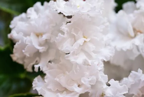 White beautiful violet background. close up Stock Photos