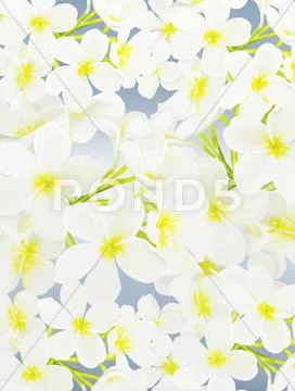 White Beauty Plumeria frangipanis on Blue Background Stock Illustration