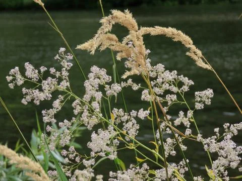 White bedstraw growing river Stock Photos