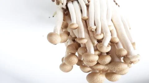 White beech mushroom, Foto stock