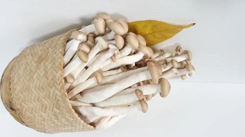 White beech mushroom, Stock Photos
