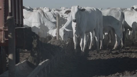 White beef cattle in feedlot feeding on feed Stock Footage 129451966