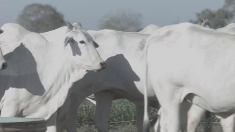 White beef cattle in feedlot watching the camera Stock Footage 129451807
