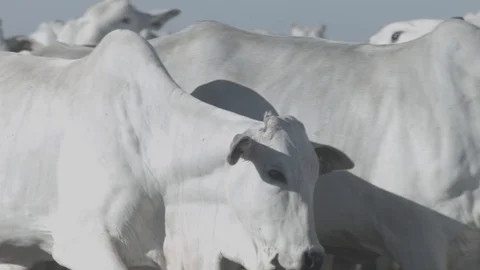White beef cattle in feedlot watching the camera Stock Footage 129451841