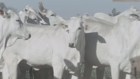 White beef cattle in feedlot watching the camera Stock Footage 129451879