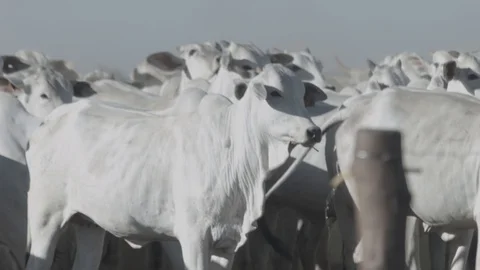 White beef cattle in feedlot watching the camera Stock Footage 129451901