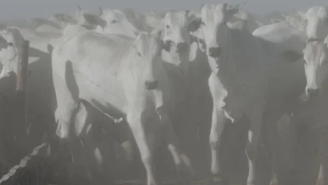 White beef cattle in feedlot watching the camera Stock Footage 129451905
