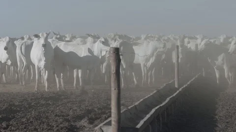 White beef cattle in feedlot watching the camera Stock Footage 129451941