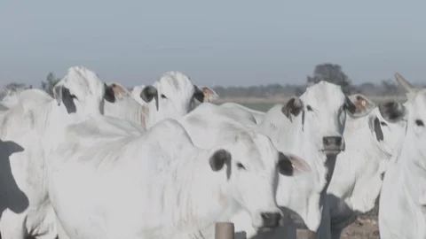 White beef cattle in feedlot watching the camera Stock Footage 129451945