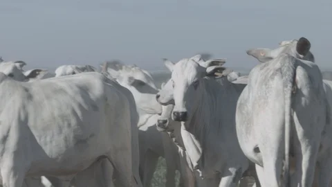 White beef cattle in feedlot watching the camera Stock Footage 129452018