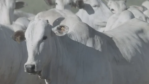 White beef cattle in feedlot watching the camera Stock Footage 129452060