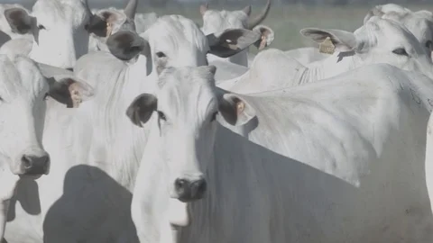 White beef cattle in feedlot watching the camera Stock Footage 129452061