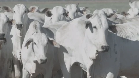 White beef cattle in feedlot watching the camera Stock Footage 129452117